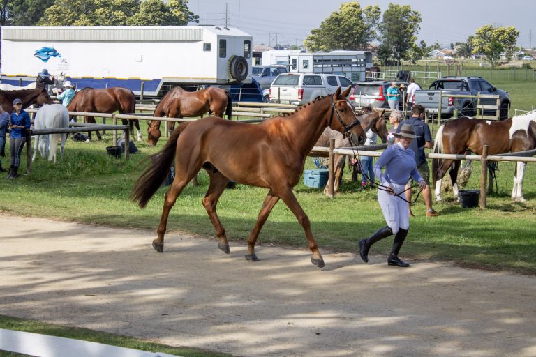 AUGUST INTER PROVINCIALS EVENTING #3